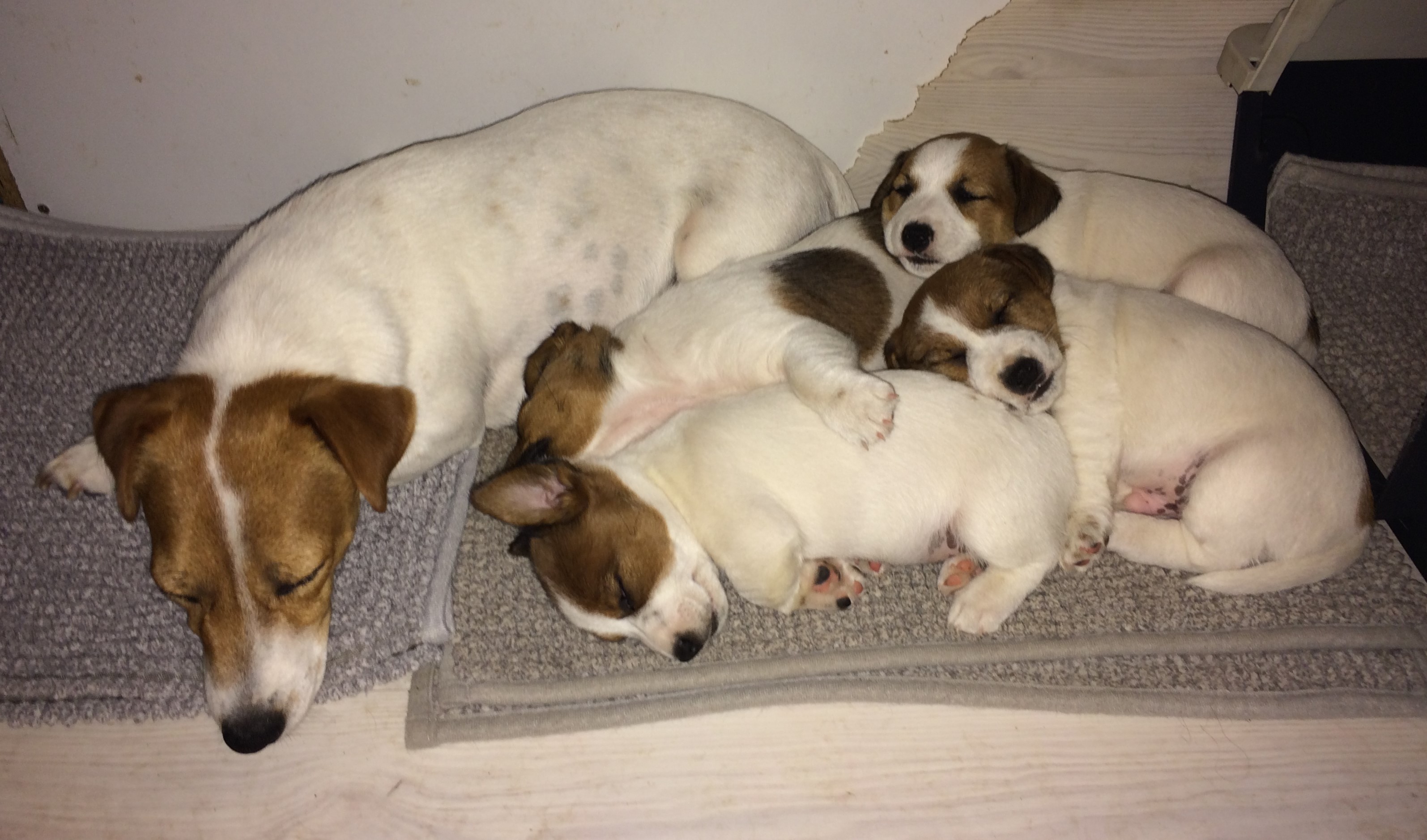 Ditte med Pippi, Ronja, Emil og Karlsson 09.06.2023